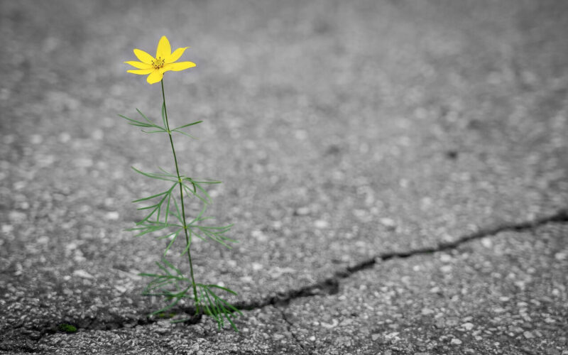 Resilienzvortrag für Firmen, Resilienztraining live und online